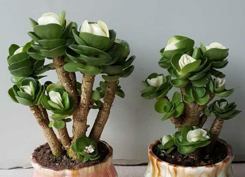 金钱木用什么盆好