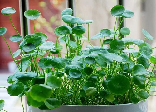 属虎养什么植物旺财运