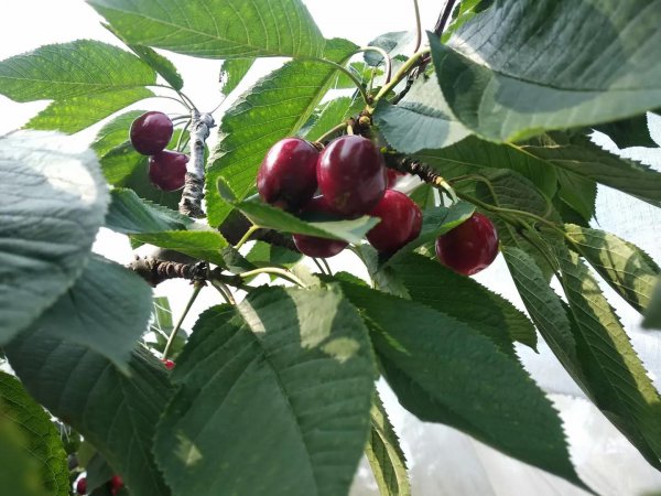 俄罗斯八号樱桃详细介绍