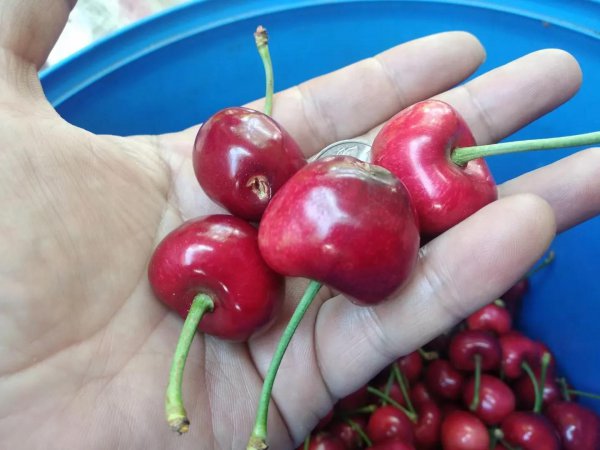 俄罗斯八号樱桃详细介绍