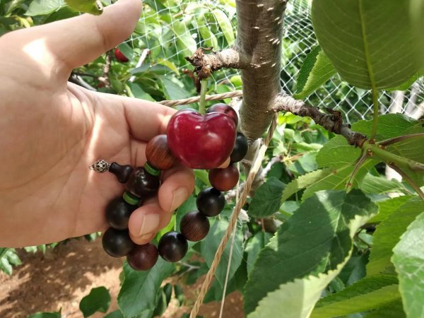 俄罗斯八号樱桃详细介绍