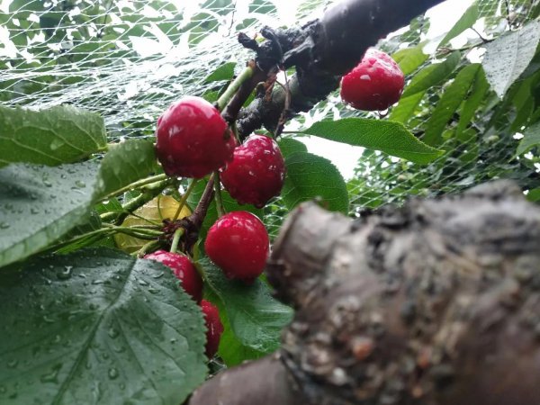 俄罗斯八号樱桃详细介绍