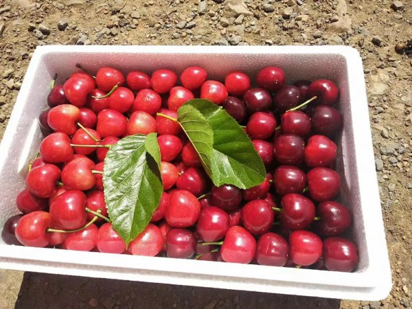 俄罗斯八号樱桃详细介绍