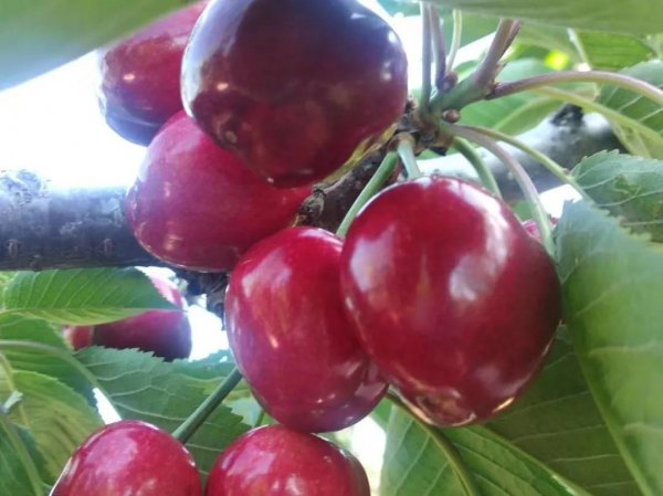 俄罗斯八号樱桃详细介绍