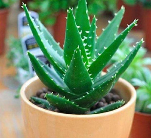 电脑旁边养什么花好