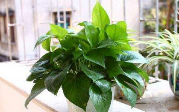 电脑旁边养什么花好