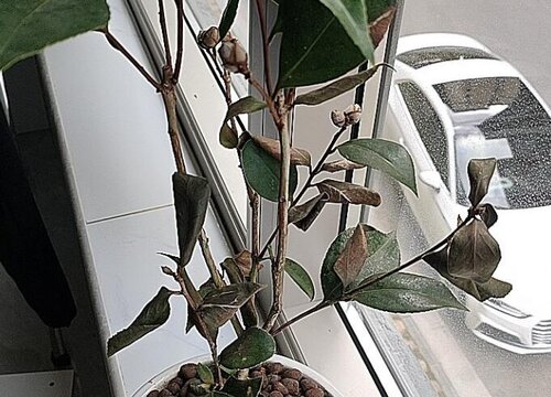 门前可以种茶花树吗