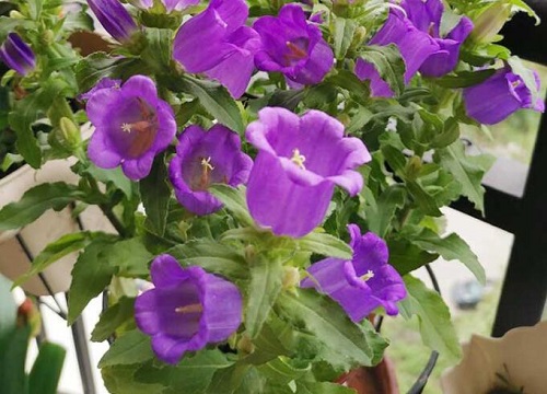 风铃花什么时候开花