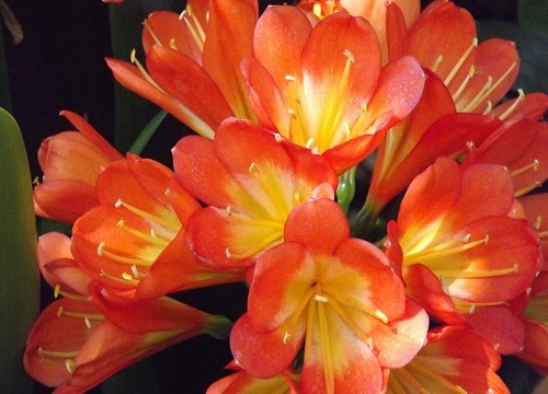 君子兰什么品种最好最名贵