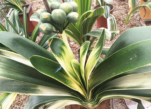 君子兰什么品种最好最名贵