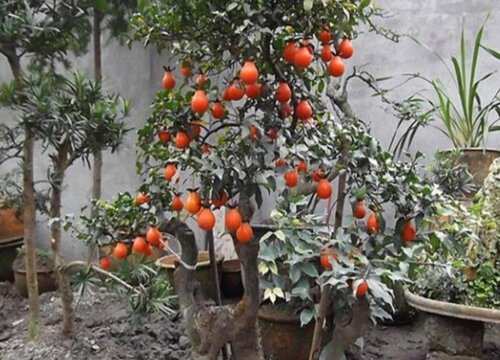 金弹子冬天落叶吗