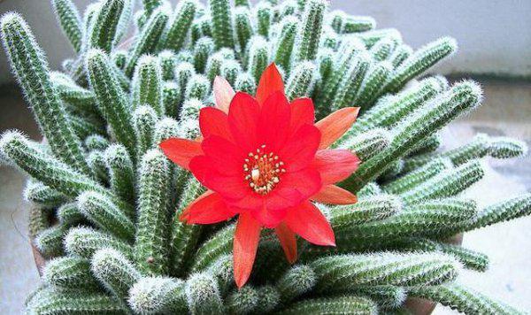 仙人指毛毛虫如何种植爆盆