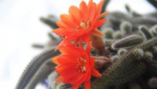 仙人指毛毛虫如何种植爆盆