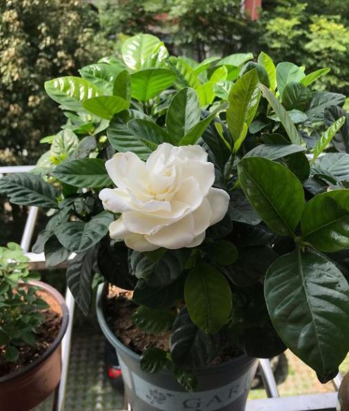 栀子花黄叶子是什么原因引起的