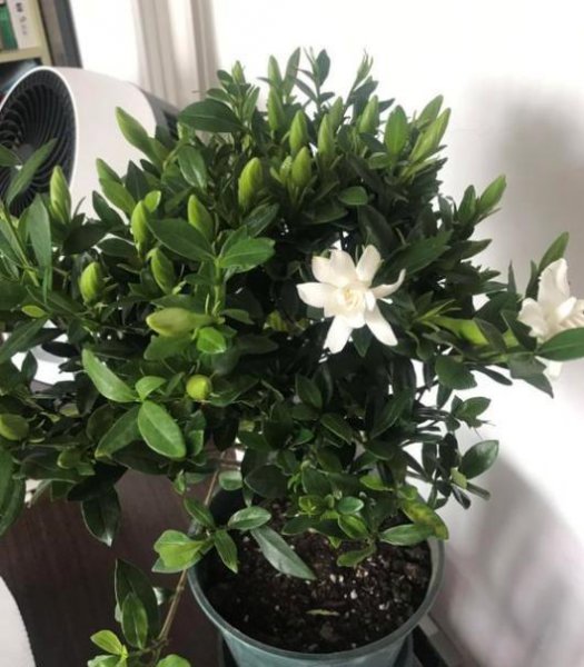 栀子花黄叶子是什么原因引起的