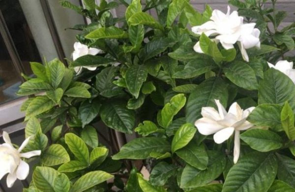 栀子花黄叶子是什么原因引起的