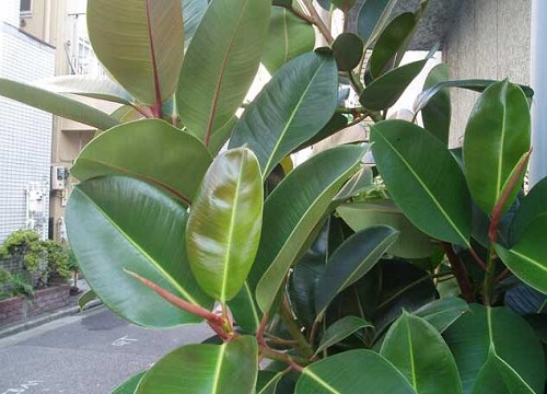 橡皮树喜阴还是喜阳光的植物