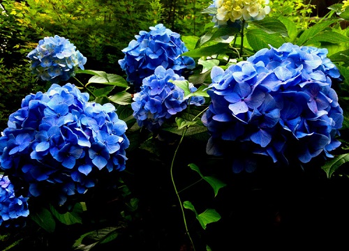 绣球花有几种颜色