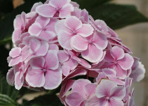 绣球花有几种颜色