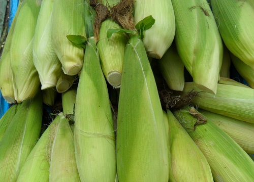 玉米什么时候传入中国