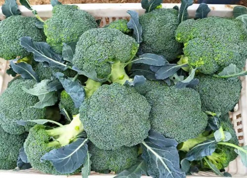 西兰花怎么保存时间长