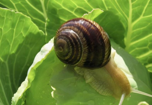 蜗牛怕什么东西