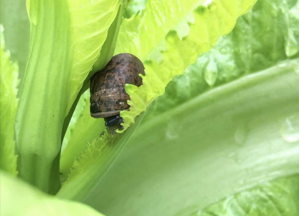 蜗牛怕什么东西