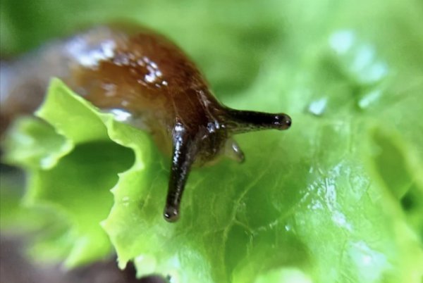 蜗牛怕什么东西