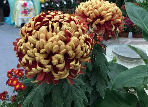 中国菊花的十大罕见品种排名