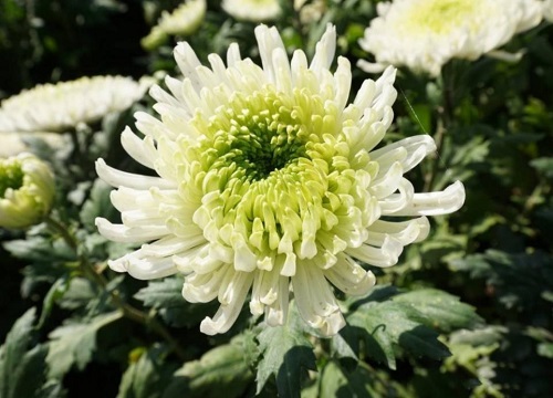 中国菊花的十大罕见品种排名