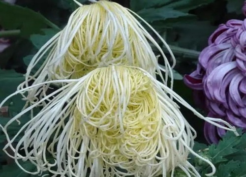 中国菊花的十大罕见品种排名