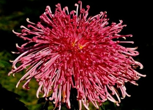 中国菊花的十大罕见品种排名