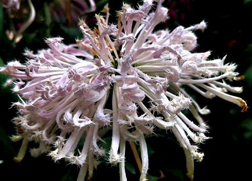 中国菊花的十大罕见品种排名