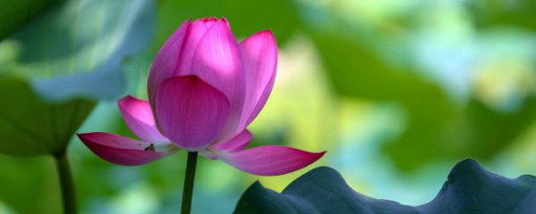 荷花是什么时候开的早上还是晚上