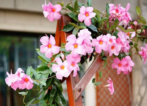 飘香藤叶子发黄脱落有黑斑还能活吗