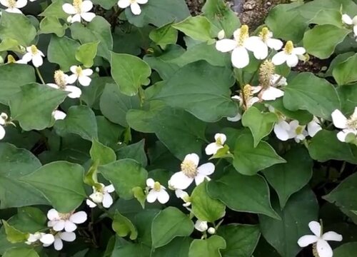 目前种植什么药材最赚钱价格好