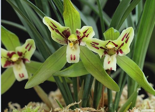 用青苔种兰花怎么施肥