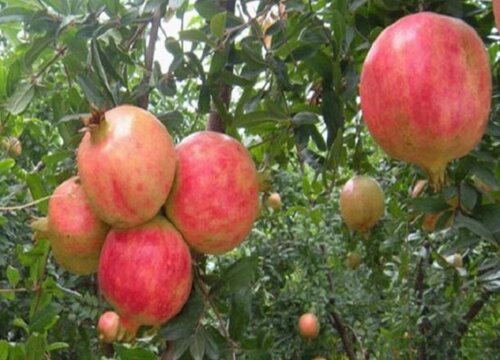 秋天成熟的十种水果图片