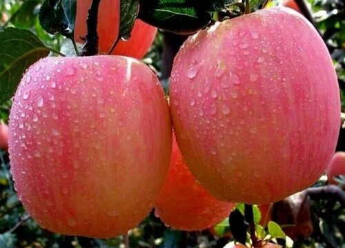 秋天成熟的十种水果图片