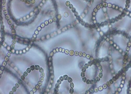 蓝细菌是植物吗