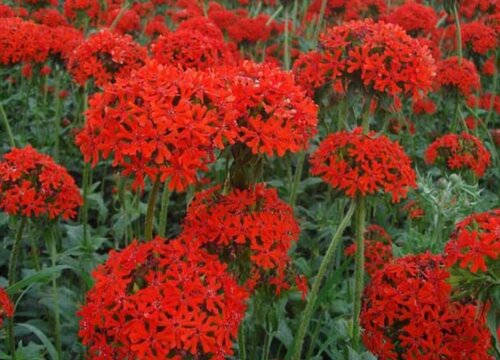 剪秋萝生长在什么地方