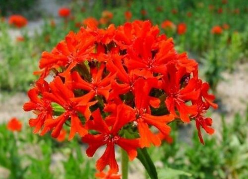 剪秋萝生长在什么地方