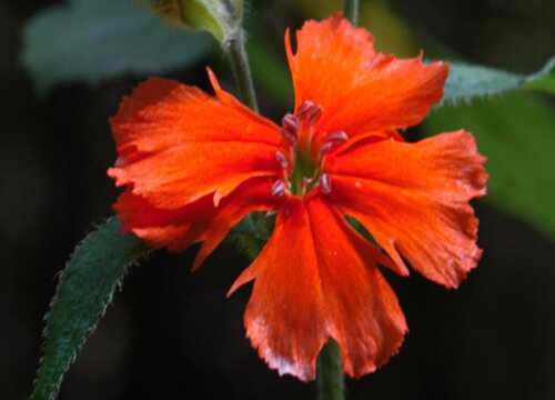 剪秋萝生长在什么地方