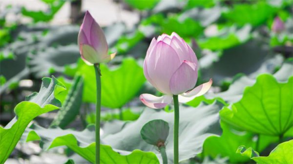 荷花莲花有什么区别是什么