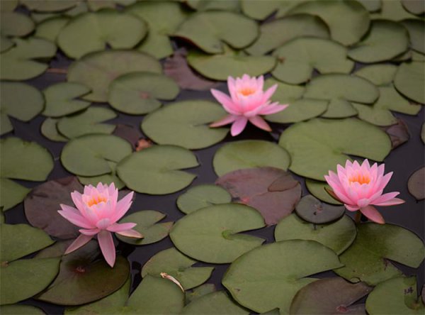荷花莲花有什么区别是什么