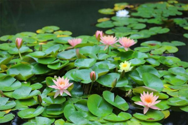 荷花莲花有什么区别是什么