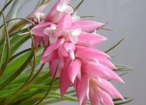 空气凤梨花期是什么时候