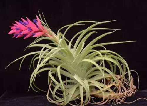 空气凤梨花期是什么时候