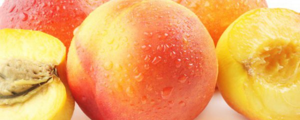 盆栽桃树冬天管理方法