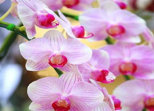 蝴蝶兰病害如何预防